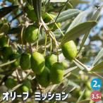 オリーブミッション果樹の苗3.5号...