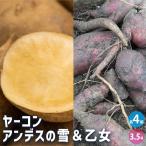 ya- темно синий. рассада Anne tes. снег &. женщина овощи. рассада 3.5 номер /. сделка каждый 4 шт ( итого 8 шт ) комплект ya- темно синий рассада Anne tes картофель .-..yacon семенной клубень 