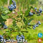 ブルーベリー ミスティ 果樹の苗木 6号/1個売り 果樹 