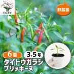  перец стручковый. рассада тугой ugalasip Ricky n овощи. рассада 3.5 номер /. сделка 6 шт. комплект перец стручковый tougalasi овощи рассада огород веранда ..