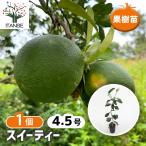 ショッピング文旦 スイーティーの苗木 果樹の苗木 4.5号/1個売り ガーデニング 家庭菜園 農園 庭植え ギフト プレゼント 贈り物 園芸 庭木 植木 苗木 果樹苗