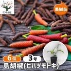 ITANSE 島胡椒(ヒハツモドキ)  果樹の苗 9cmポット/お買い得6個…