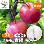 ITANSEスモモ苗貴陽2年生接木...