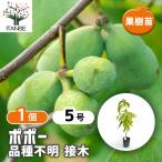 ポポーの苗木品種不明接木果樹の苗木...