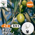 オリーブマウリーノ果樹の苗3.5号...