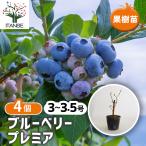 ブルーベリー プレミア 果樹の苗 3.5号/お買い得4個セット 果樹 果樹苗 フルーツ 果物 ベリー