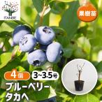ブルーベリータカヘ果樹の苗3〜3....