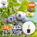 ブルーベリースイートハート果樹の苗...
