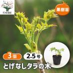 to. нет треска. дерево овощи. рассада 2.5 номер /. сделка 3 шт. комплект саженец треска. рассада треска noki. рассада toge маленький семья культивирование новый . весна небо .. мир . предмет дикоросы здоровье 