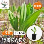行者にんにく 野菜の苗 3号/お買い�