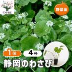  Shizuoka. васаби овощи. рассада 4 номер /1 шт продажа приправа васаби васаби гора . мир . соотношение очистка васаби соевый соус .. культивирование . брать .. кулинария кулинария рецепт салат 
