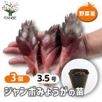  jumbo японский имбирь овощи. рассада 3.5 номер /. сделка 3 шт. комплект myouga японский имбирь овощи рассада овощи ... огород .. культивирование садоводство 