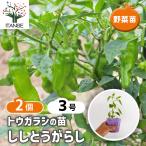 とうがらしの苗ししとうがらし野菜の...