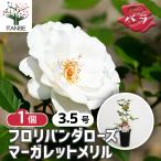 ITANSE薔薇マーガレットメリル...
