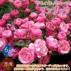 ITANSE薔薇つるバラアンジェラ...