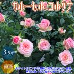 薔薇の苗木 カルーセル コルダナ ミニバラ  花苗  3.5号鉢 1個売り バラ ばら 送料無料