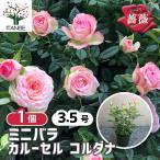 薔薇の苗木 カルーセル コルダナ ミニバラ  花苗  3.5号鉢 1個売り バラ ばら 送料無料