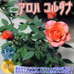 ITANSE薔薇の苗木アロハコルダ...