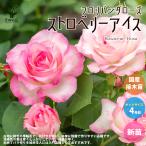 薔薇の苗ストロベリーアイス花苗国産...