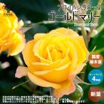 薔薇の苗ゴールドマリー花苗国産接ぎ...