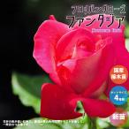 ITANSE薔薇の苗ファンタジア花...