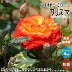 ITANSE薔薇の苗カリスマ花苗国...