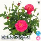 ミニ薔薇 プレシャス 花木苗 4号/1個売り バラ苗 バラの苗 薔薇苗 薔薇の苗 花苗 花の苗 ローズガーデン rose