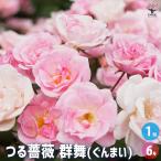 つる薔薇 群舞(ぐんまい) 花木苗 6号/1個売り 花 花苗 バラ 薔薇 ばら 薔薇苗 バラ苗 ノイバラ 台木 接木 ローズ