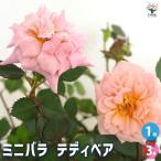  Mini роза плюшевый мишка Hanaki рассада 3 номер /1 шт продажа роза рассада роза. рассада роза рассада роза. рассада цветок рассада цветок. рассада rose сад rose