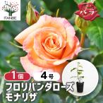 薔薇 モナリザ 接木 花木苗 4号/1個売り バラ苗 バラの苗 薔薇苗 薔薇の苗 花苗 花の苗 ばら ローズ Rosa ベランダ栽培