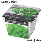 ITANSE культивирование комплект telishu сад кориандр 1 шт простой культивирование комплект продается в комплекте комплект товар бесплатная доставка i язык se официальный 