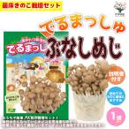 ITANSE. пол .. . культивирование комплект "......".. симедзи [.. симедзи . пол блок, город Хюга земля, инструкция, винил пакет ] 1 шт продажа бесплатная доставка i язык se официальный 