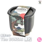 ITANSE культивирование комплект The BONSAI сосна Тунберга бонсай /1 шт продажа культивирование простой начинающий культивирование комплект .. person декоративное растение i язык se официальный 