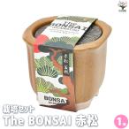 ITANSE культивирование комплект The BONSAI красный сосна бонсай /1 шт продажа культивирование простой начинающий культивирование комплект .. person декоративное растение i язык se официальный 