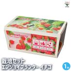  культивирование комплект темно-красный .i посадочная машина клубника /1 шт продажа простой комплект культивирование комплект легкий садоводство 