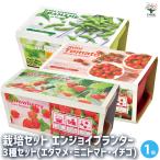  культивирование комплект темно-красный .i посадочная машина 3 вида комплект ветка бобы помидор ./ каждый 1 шт. комплект ( итого 3 шт ) простой комплект культивирование комплект легкий садоводство 