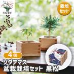  культивирование комплект sodate форель бонсай культивирование комплект сосна Тунберга /. сделка 4 шт. комплект простой комплект культивирование комплект легкий садоводство 