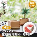  культивирование комплект sodate форель бонсай культивирование комплект клен /. сделка 4 шт. комплект простой комплект культивирование комплект легкий садоводство 