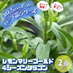 ITANSE ハーブ苗 レモンマリーゴールド 4シーズンタラ