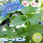 ITANSE ハーブ苗 モヒートミント(イエルバブエナ) 10.5cmポット 2個セット 送料無料 キューバミント おうちで簡単!育てやすいハーブ苗! イタンセ公式