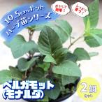 ITANSE трава рассада бергамот 10.5cm pot 2 шт. комплект бесплатная доставка .... простой!..... трава рассада серии!i язык se официальный 