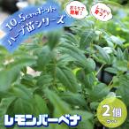 ITANSE ハーブ苗 レモンバーベナ 10.5cmポット 2個セット 送料無料 おうちで簡単!育てやすいハーブ苗シリーズ! イタンセ公式