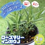 ITANSE трава рассада розмарин in gauno10.5cm pot 2 шт. комплект бесплатная доставка .... простой!..... трава рассада серии!i язык se официальный 