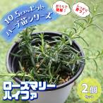 ITANSE трава рассада розмарин высокий fa10.5cm pot 2 шт. комплект бесплатная доставка .... простой!..... трава рассада серии!i язык se официальный 