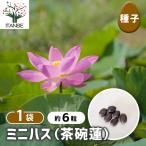 ��q �~�j�n�X /1���� �� seed �^�l �A���̎� �͔| �K�[�f�j���O �K�[�f�� ���| �ƒ�؉� �ۊ� �ۑ�