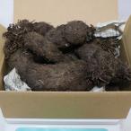 ITANSE фиолетовый гора ..( большой .) примерно 5kg Anne to цианин вдоволь клубень. средний до .. фиолетовый. редкий товар вид бесплатная доставка i язык se официальный 