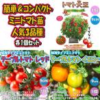 ITANSE помидор рассада популярный .. товар вид 3 вид 3 шт продается в комплекте овощи рассада собственный корень рассада 9cm pot бесплатная доставка . сделка комплект 5i язык se официальный 