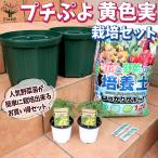 ITANSE. сделка! культивирование комплект маленький .. желтый цвет реальный овощи. рассада 9cm~10.5cm pot рассада . сделка 2 шт. комплект бесплатная доставка i язык se официальный 