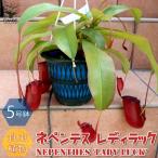 ITANSE食虫植物ネペンテスレデ...