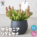 ITANSEサラセニア・リグレヤナ...